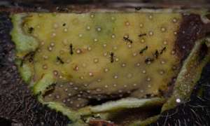 蚂蚁养殖视频(神奇的蚂蚁不仅可以种植水果，还进行放牧，养殖真菌？)