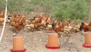 肉鸡养殖交流群(观察鸡群，必须遵循哪七条原则（实操版）)