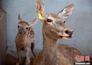 可养殖的鹿(新疆塔里木河马鹿正值产崽高峰期)