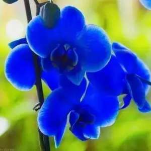 蓝蝴蝶花的养殖方法(十同诗人1原创  蓝色蝴蝶花)