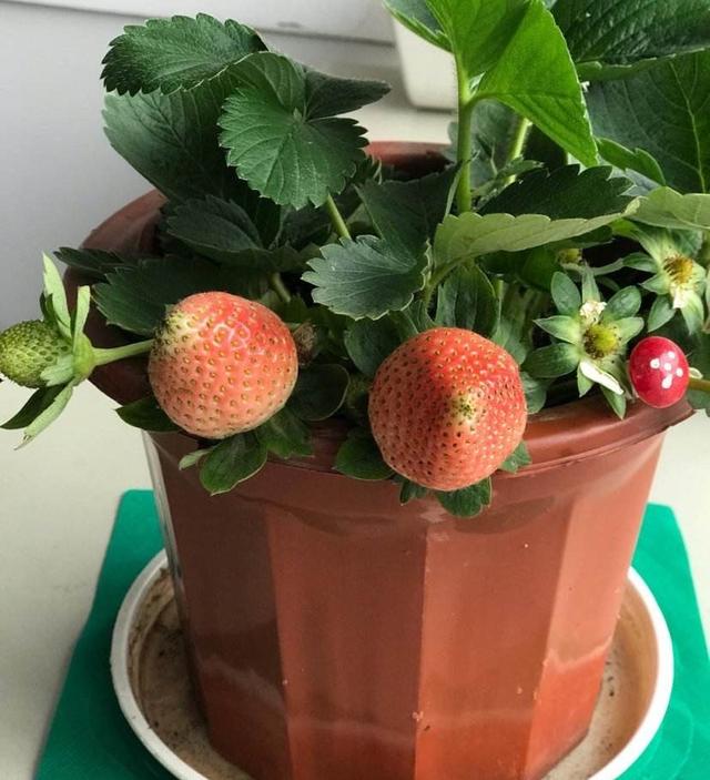 立秋后盆栽草莓这样养，一个月阳台变成“草莓园”，果子吃不完