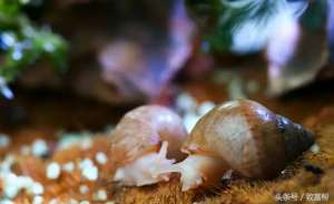 白玉蜗牛养殖技术大全(养殖这款白玉蜗牛，用工少、不占耕地、成本低、收益高)