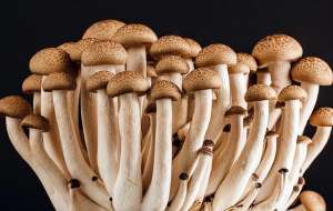 红磨菇种植(蘑菇种植全程指南无论是香菇还是平菇，无论是露地还是袋培养)