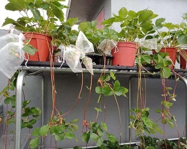 立秋后盆栽草莓这样养，一个月阳台变成“草莓园”，果子吃不完