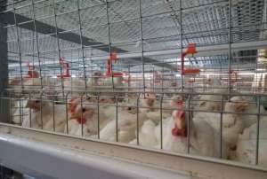 食肉动物养殖(笼养肉鸡的管理：30日龄的管理及出栏安排)