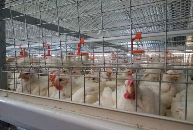 笼养肉鸡的管理：30日龄的管理及出栏安排
