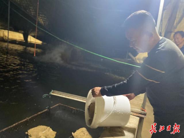 武汉这家鳗鱼养殖基地九成鳗鱼出口海外