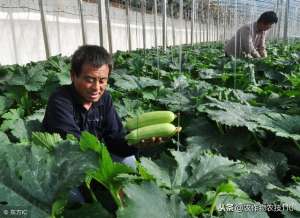 大棚种植角瓜(西葫芦冬季大棚怎么种植？这里有最全的技术要点分析（实用）)