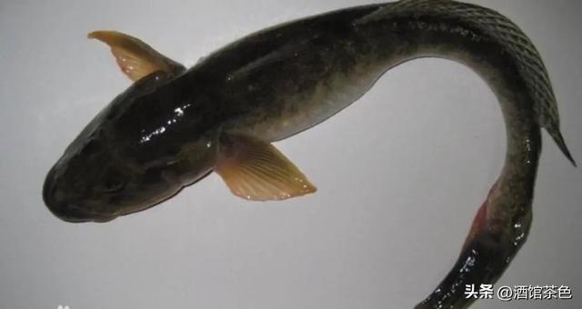 矛尾复鰕虎鱼生物学特性及人工增养殖技术