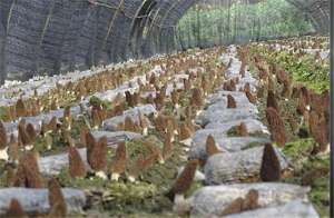 羊肚菇种植(羊肚菌林下栽培技术，种植环境及生长条件应具备哪些才能达到高产)