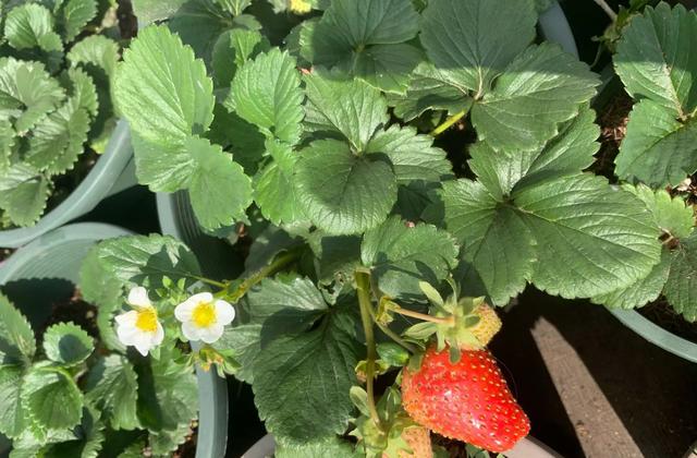 种盆栽草莓，从3个“方面”做起，草莓摘不停，结果一天比一天多