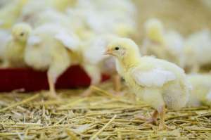 肉鸡养殖要点(养鸡技术｜笼养肉鸡的通风和湿度管理)