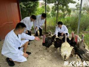 火鸡苗养殖(提高配对成功率10%，扬州大学科技手段解决火鸡饲养“高温后遗症”)