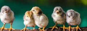 肉鸡自动养殖料线(肉鸡育雏的五个关键鸡舍通风你真的做对了吗？)