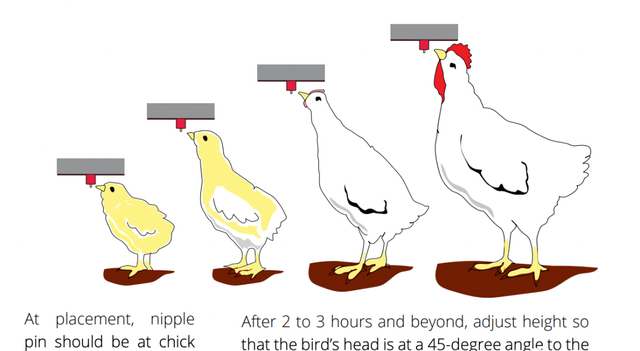 肉鸡育雏的五个关键！鸡舍通风你真的做对了吗？
