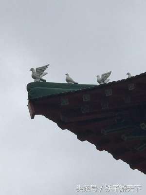 哈尔滨肉鸽养殖(哈尔滨，兆麟街老建筑上的“鸽子”)