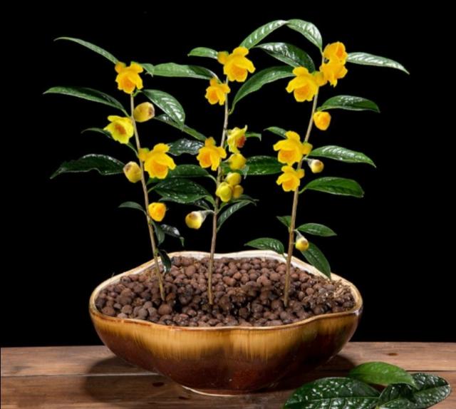 花色金黄油亮的金花茶，盆栽养护有诀窍，值得关注收藏