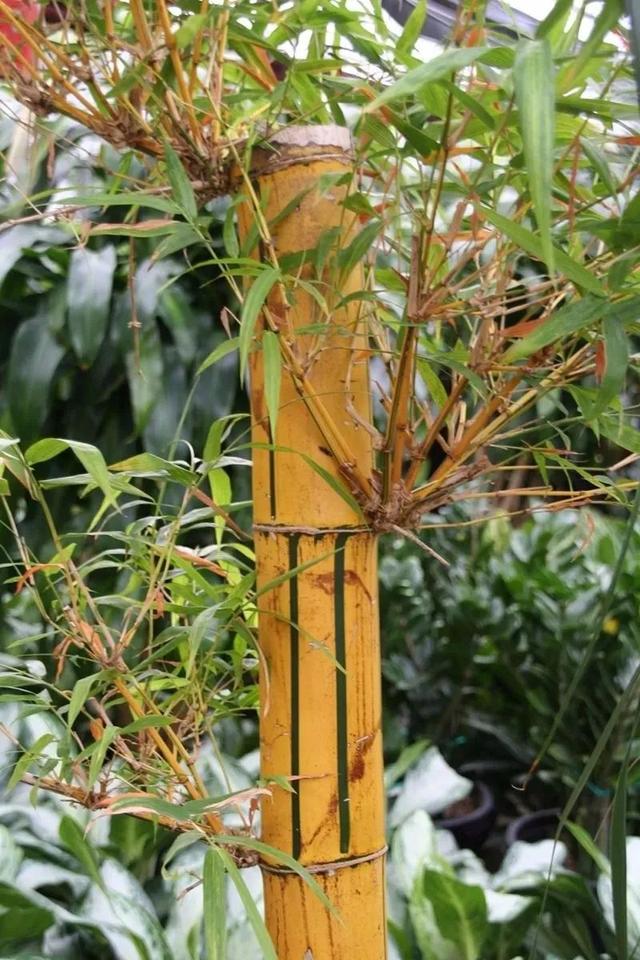 在家里养盆栽竹子，也有很多需要讲究的地方，不能乱养