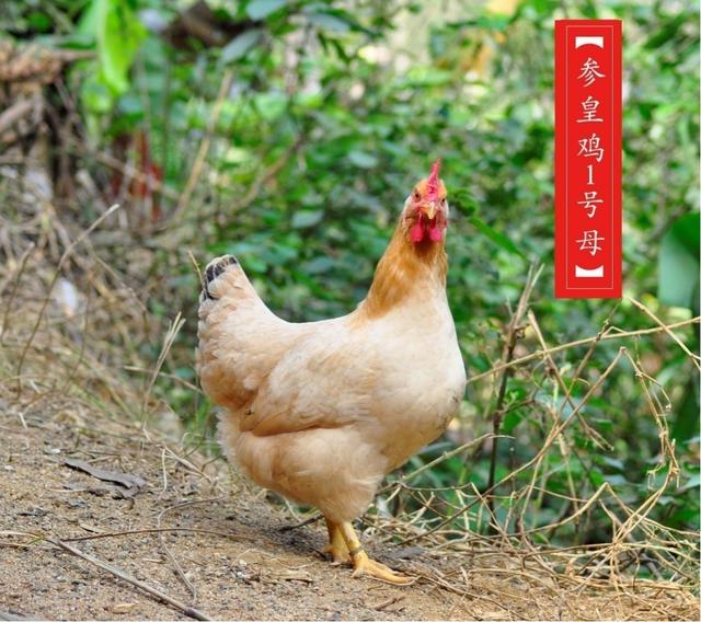 广西新增1家国家肉鸡核心育种场 总量全国排名第2