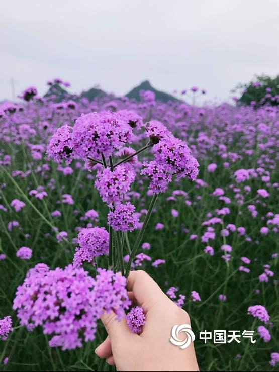 桂林：紫色马鞭草盛开