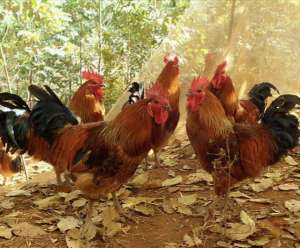 竹林养殖鸡(今年养殖千只三黄鸡需要投资多少本钱呢？会有多少利润？请看下文)