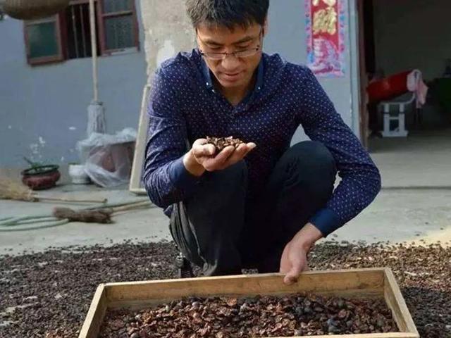 俗称“土鳖”，过去农村土房子里一挖一窝，如今40元一斤成稀罕货