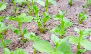 蚕豆种子怎么种植方法(霜降种蚕豆，老农分享五种蚕豆种子催芽法，可让蚕豆出苗全而壮)