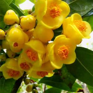 阳台金花茶种植技术(此花被誉为“陆地海参”，色泽金黄，营养丰富，观赏食用两不误)