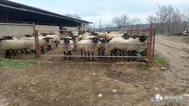 华亭神峪乡：特色养殖让生活喜“羊羊”