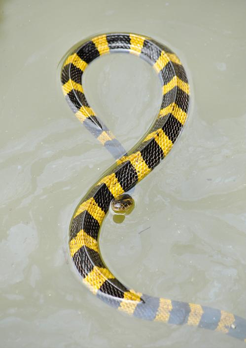 毒液量是银环蛇十倍！被称为减速带的金环蛇，为何让人如此惧怕？