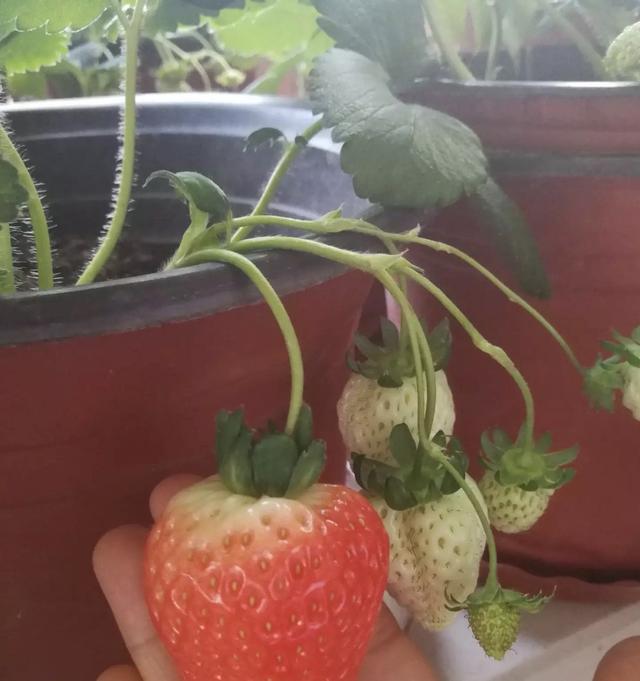 种盆栽草莓，从3个“方面”做起，草莓摘不停，结果一天比一天多