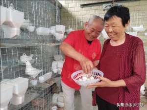 肉鸽种鸽养殖场照片(【图说宁陵】楚维向：肉鸽养殖让贫困户一天“捡”几十块钱)
