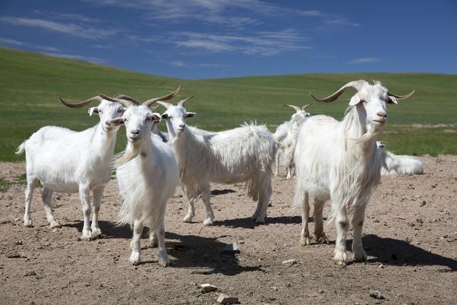 适合北方养殖的5个山羊品种，饲养管理简单，经济效益高