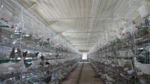 养殖肉鸽子的成本利润(养鸽成本与收益)
