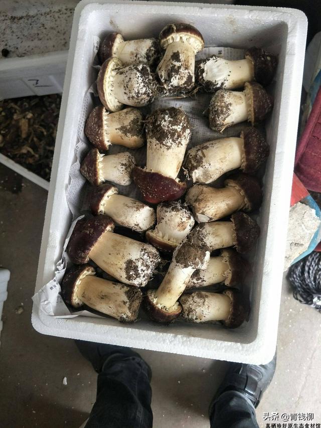 汉中大棚大球盖菇秋豇豆轮作种植技术