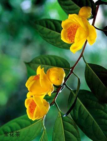 金花茶—花色金黄，营养丰富，养护简单，观赏食用皆宜