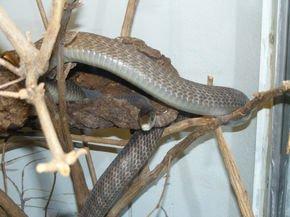 世界十大最毒的蛇，它在国内已有人工养殖