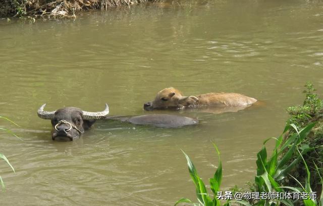 2000年广西农民养了一头水牛，10年后成“神牛”有人出8万都不卖