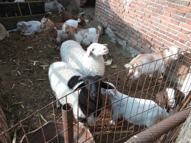 山羊绵羊品种大全，各自优缺点一目了然，想知道哪种羊最能生仔么