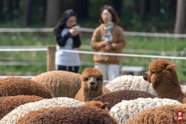 国内首家都市羊驼主题体验牧场开园迎客，就在崇明这里！