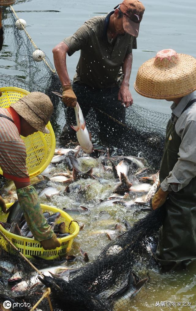 广西罗非鱼如何“游”出困境，巴沙鱼将成广西新兴水产养殖品种