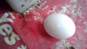产蛋鸽子养殖(幼鸽出壳前后是如何去护理它？？？)