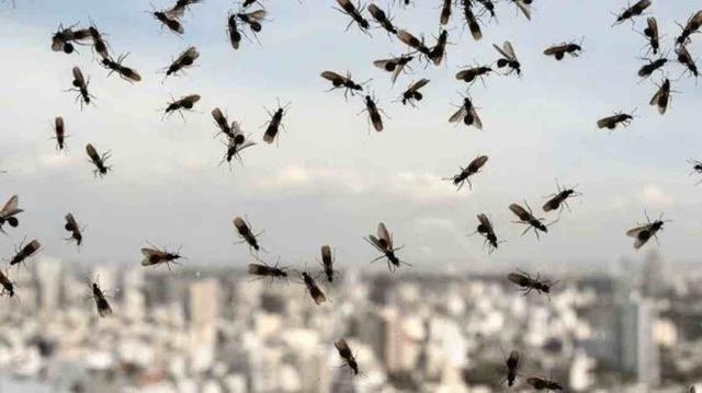 认识飞蚁：带翅膀的黑蚂蚁是什么蚂蚁？有翅膀的黑蚂蚁有毒吗？