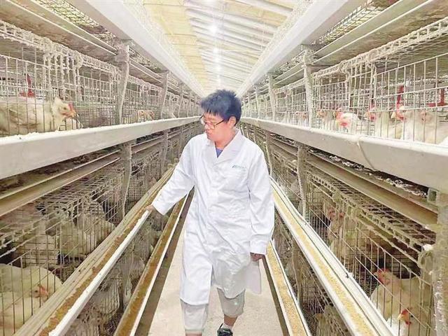射洪市重点打造白羽肉鸡主导产业链 白羽肉鸡“啄”出产业振兴路