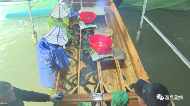 澧县八根松村有个鳗鱼养殖基地，一起去看看