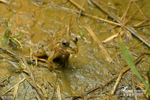 几百万斤虎纹蛙活活被饿死，特种养殖该何去何从？