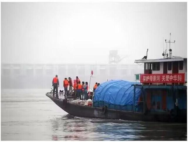 40岁的“厚福”，世界唯一人工环境生存的野生中华鲟，9年前在武汉被救影像首次公布！