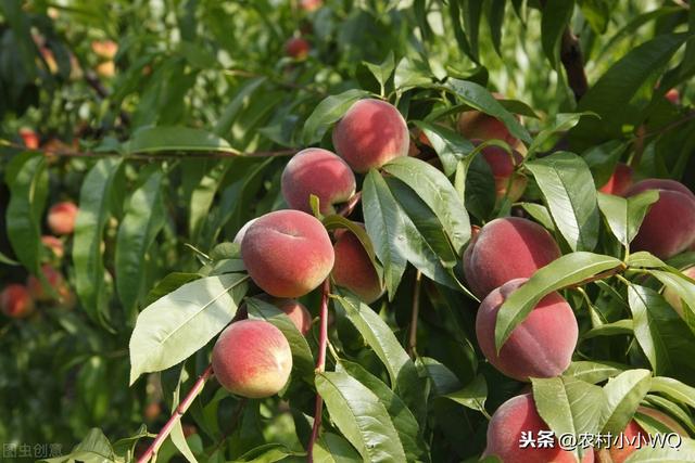 桃树生产上常用的优良品种，再忙也要抓紧学习，一起来看看