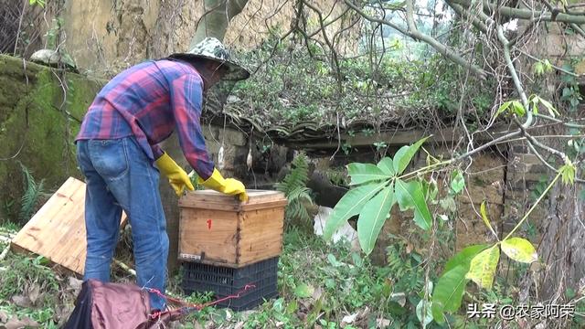 广西农村小伙向蜂农学习养蜂技术，诱蜂成功迈出养蜜蜂第一步