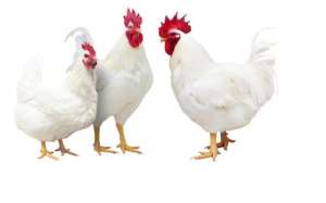 白羽王肉鸽养殖视频(打破国外垄断的白羽肉鸡 究竟是怎样育成的？)